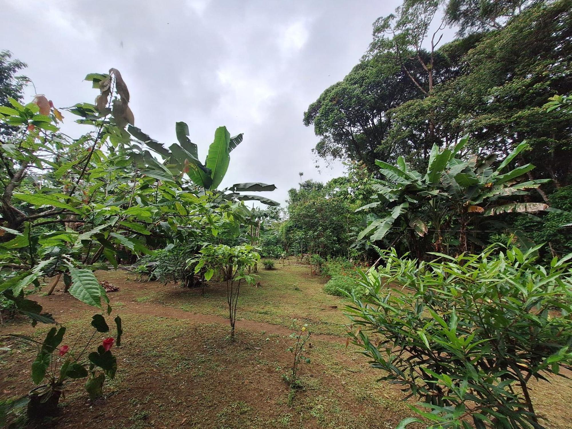 Cabinas Corcovado Green Parrot, Los Planes Drake Драке Экстерьер фото
